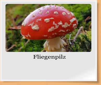 Fliegenpilz