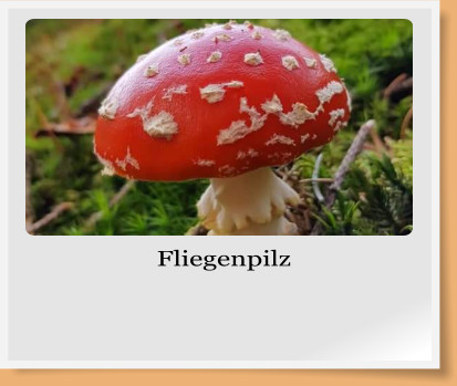 Fliegenpilz